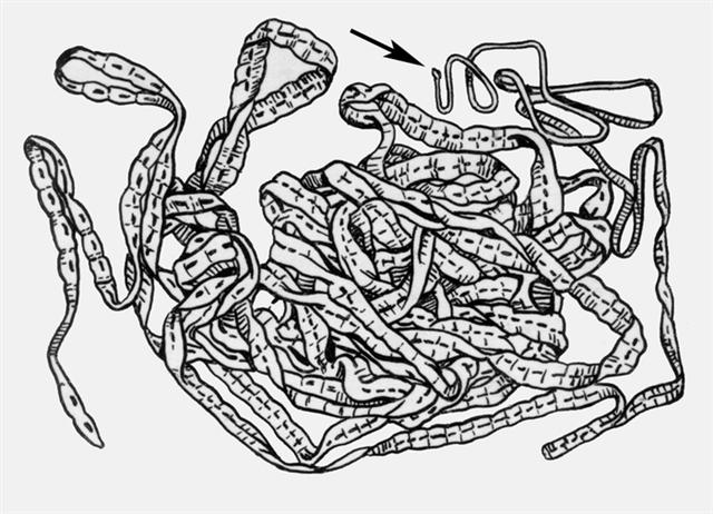 Лентец широкий