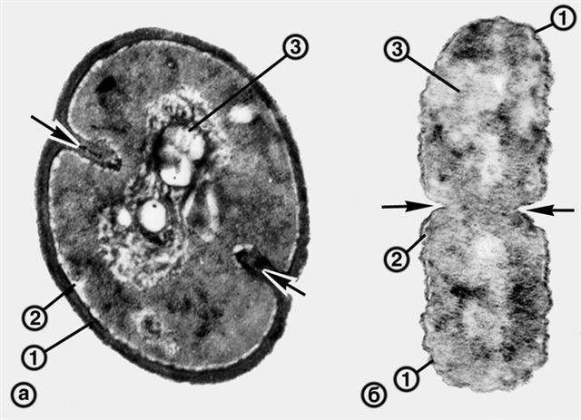 Электронограммы ультратонких срезов делящихся бактерий