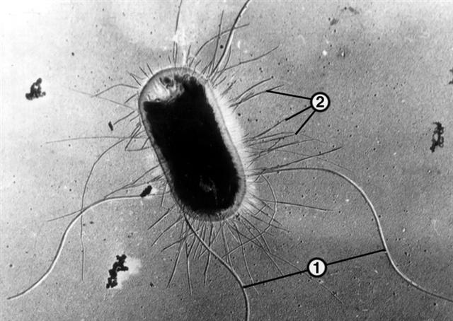 Электронограмма клетки кишечной палочки, напыленной платинопалладиевым сплавом