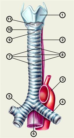 Схематическое изображение трахеи и некоторых прилегающих к ней органов