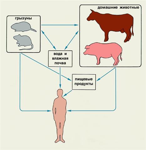 Основные источники и пути передачи лептоспироза