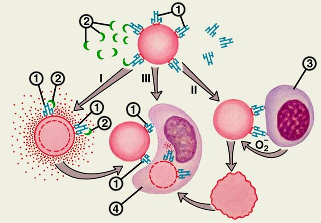 Общий механизм развития аллергической реакции цитотоксического типа