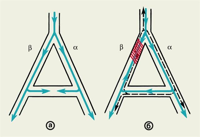 Схематическое изображение механизма повторного входа возбуждения в миокард на уровне волокон Пуркинье